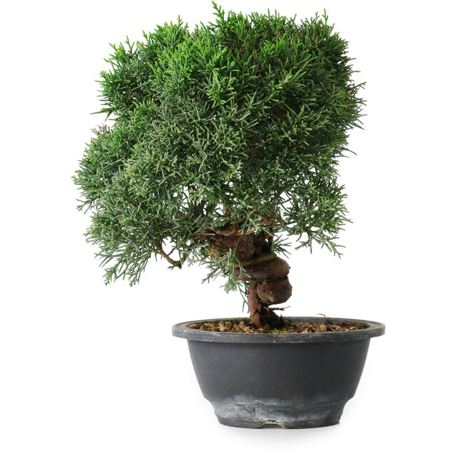 Juniperus chinensis Kishu, 23 cm, ± 12 ans