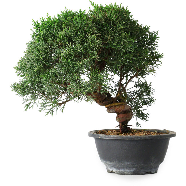 Juniperus chinensis Kishu, 23 cm, ± 12 years old