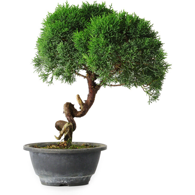 Juniperus chinensis Kishu, 23 cm, ± 12 Jahre alt
