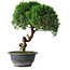 Juniperus chinensis Kishu, 23 cm, ± 12 ans