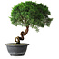 Juniperus chinensis Kishu, 23 cm, ± 12 jaar oud