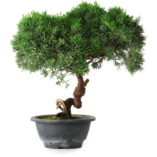 Juniperus chinensis Kishu, 23 cm, ± 12 jaar oud