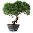 Juniperus chinensis Kishu, 23 cm, ± 12 anni