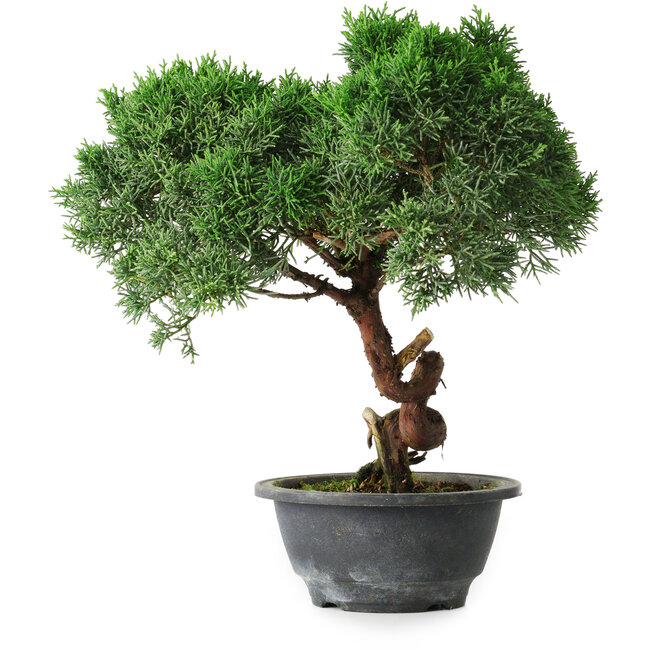 Juniperus chinensis Kishu, 23 cm, ± 12 years old