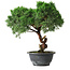 Juniperus chinensis Kishu, 23 cm, ± 12 años