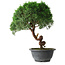 Juniperus chinensis Kishu, 23 cm, ± 12 years old