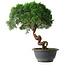 Juniperus chinensis Kishu, 23 cm, ± 12 years old