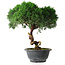 Juniperus chinensis Kishu, 23 cm, ± 12 años