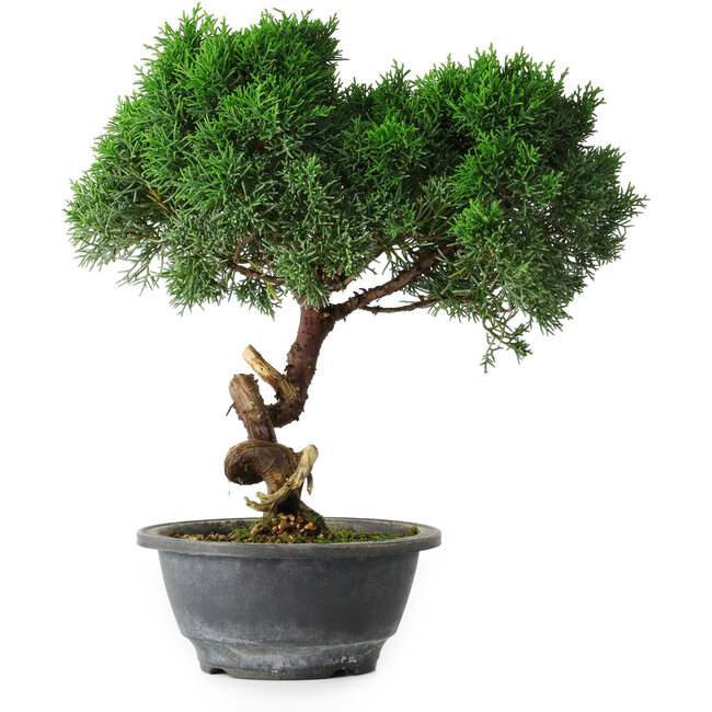 Juniperus chinensis Kishu, 23 cm, ± 12 anni