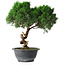 Juniperus chinensis Kishu, 23 cm, ± 12 ans