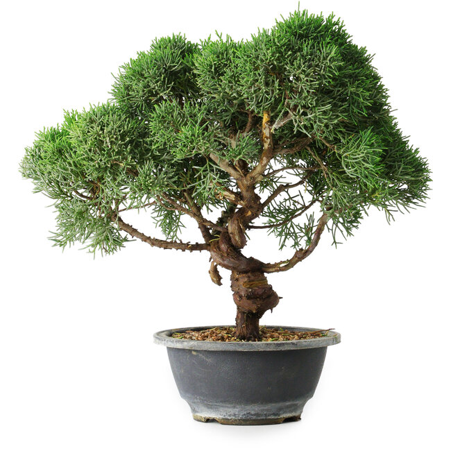 Juniperus chinensis Kishu, 23 cm, ± 12 años