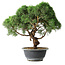 Juniperus chinensis Kishu, 23 cm, ± 12 anni