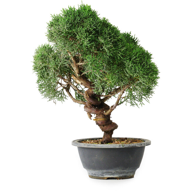 Juniperus chinensis Kishu, 23 cm, ± 12 years old