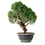 Juniperus chinensis Kishu, 23 cm, ± 12 anni