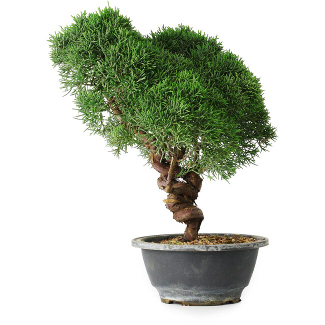 Juniperus chinensis Kishu, 23 cm, ± 12 anni