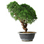 Juniperus chinensis Kishu, 23 cm, ± 12 Jahre alt