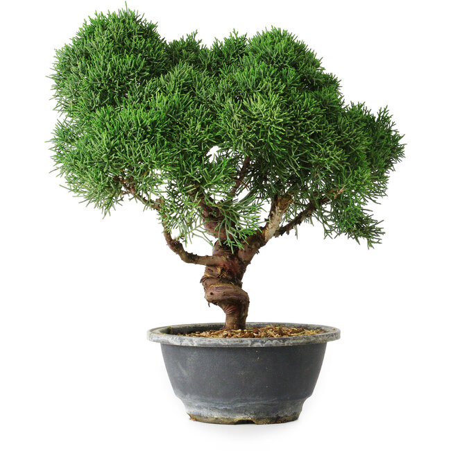 Juniperus chinensis Kishu, 23 cm, ± 12 años