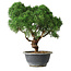 Juniperus chinensis Kishu, 23 cm, ± 12 jaar oud