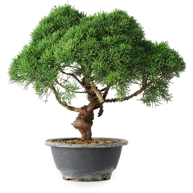 Juniperus chinensis Kishu, 23 cm, ± 12 years old