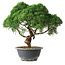 Juniperus chinensis Kishu, 23 cm, ± 12 jaar oud