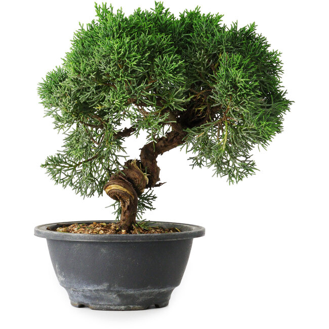Juniperus chinensis Kishu, 23 cm, ± 12 years old