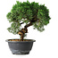 Juniperus chinensis Kishu, 23 cm, ± 12 years old