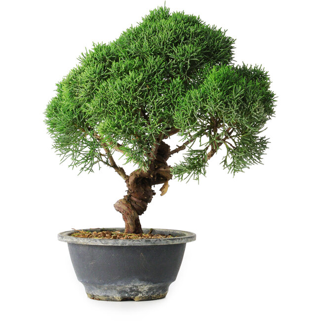 Juniperus chinensis Kishu, 23 cm, ± 12 jaar oud