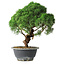 Juniperus chinensis Kishu, 23 cm, ± 12 jaar oud