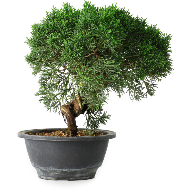 Juniperus chinensis Kishu, 23 cm, ± 12 jaar oud