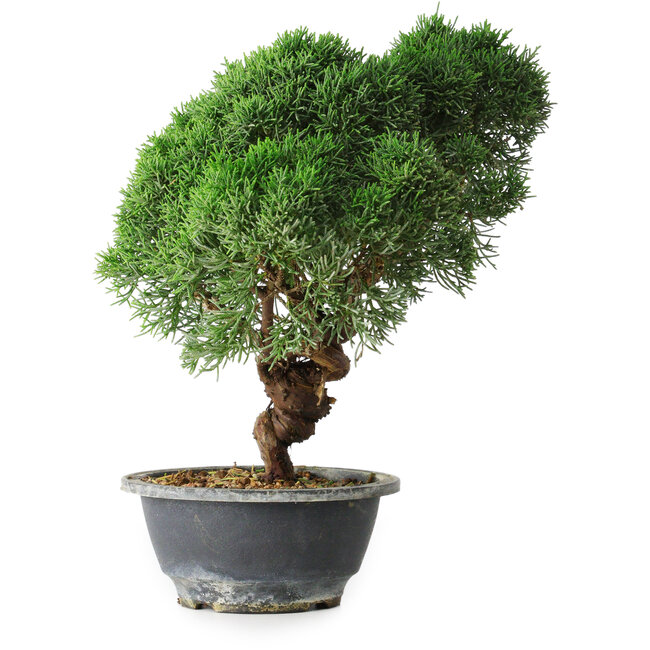 Juniperus chinensis Kishu, 23 cm, ± 12 anni