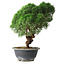 Juniperus chinensis Kishu, 23 cm, ± 12 jaar oud