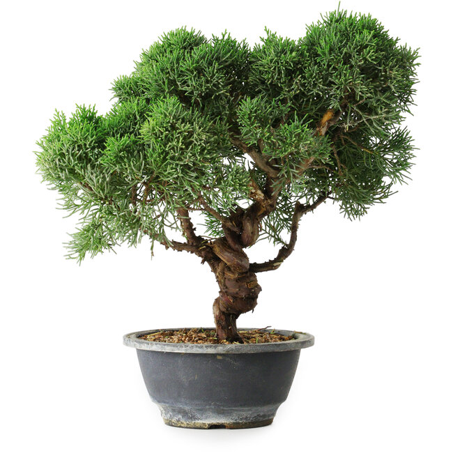 Juniperus chinensis Kishu, 23 cm, ± 12 years old