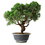 Juniperus chinensis Kishu, 23 cm, ± 12 ans