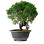 Juniperus chinensis Kishu, 23 cm, ± 12 anni