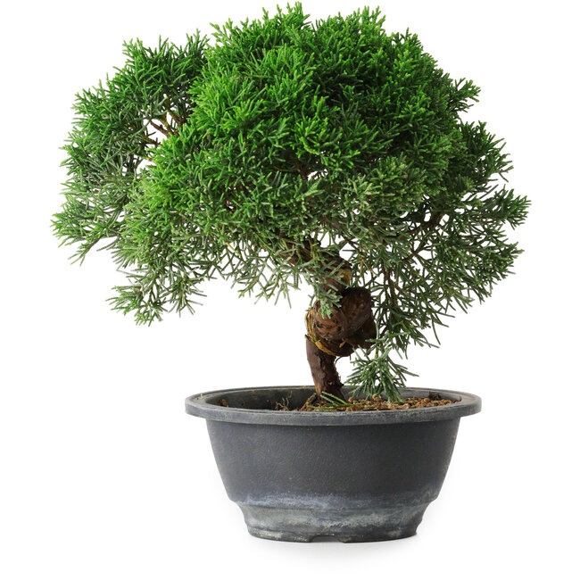 Juniperus chinensis Kishu, 23 cm, ± 12 anni