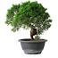 Juniperus chinensis Kishu, 23 cm, ± 12 Jahre alt