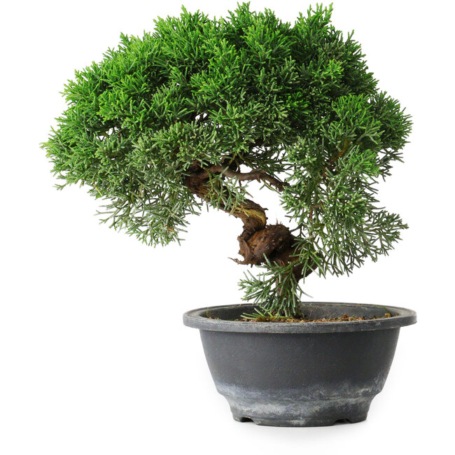 Juniperus chinensis Kishu, 23 cm, ± 12 years old