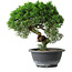 Juniperus chinensis Kishu, 23 cm, ± 12 Jahre alt