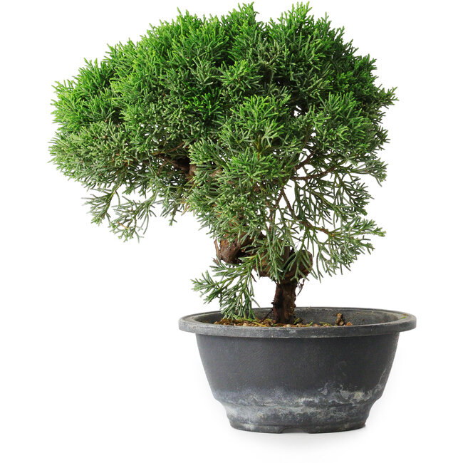 Juniperus chinensis Kishu, 23 cm, ± 12 jaar oud