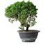 Juniperus chinensis Kishu, 23 cm, ± 12 ans
