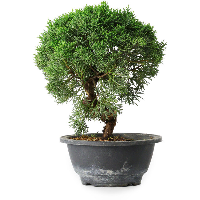 Juniperus chinensis Kishu, 23 cm, ± 12 years old