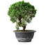 Juniperus chinensis Kishu, 23 cm, ± 12 años