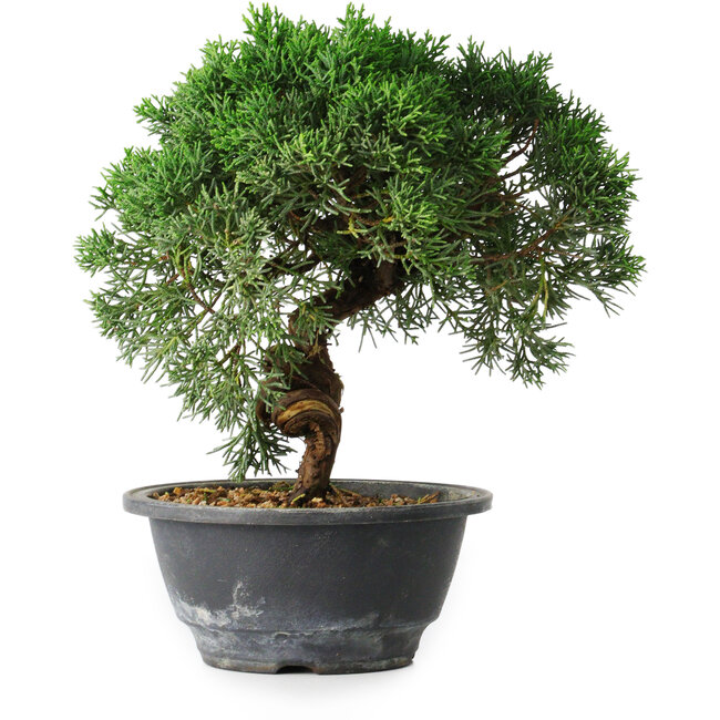 Juniperus chinensis Kishu, 23 cm, ± 12 years old