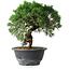 Juniperus chinensis Kishu, 23 cm, ± 12 jaar oud
