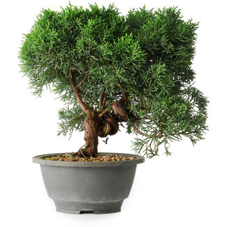 Juniperus chinensis Kishu, 23 cm, ± 12 anni Juniperus chinensis Kishu, 23 cm, ± 12 anni