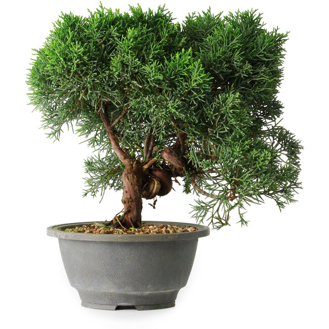 Juniperus chinensis Kishu, 23 cm, ± 12 anni