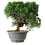 Juniperus chinensis Kishu, 23 cm, ± 12 ans