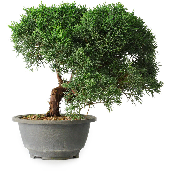 Juniperus chinensis Kishu, 23 cm, ± 12 anni