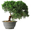 Juniperus chinensis Kishu, 23 cm, ± 12 Jahre alt
