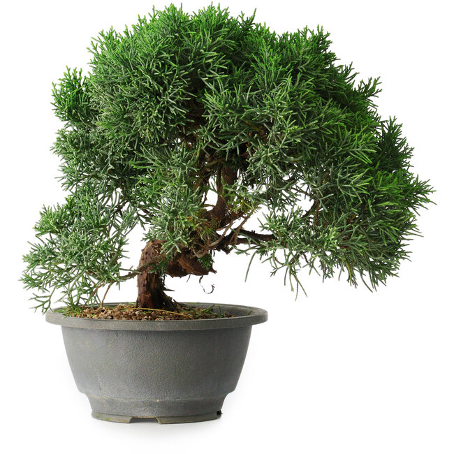 Juniperus chinensis Kishu, 23 cm, ± 12 años